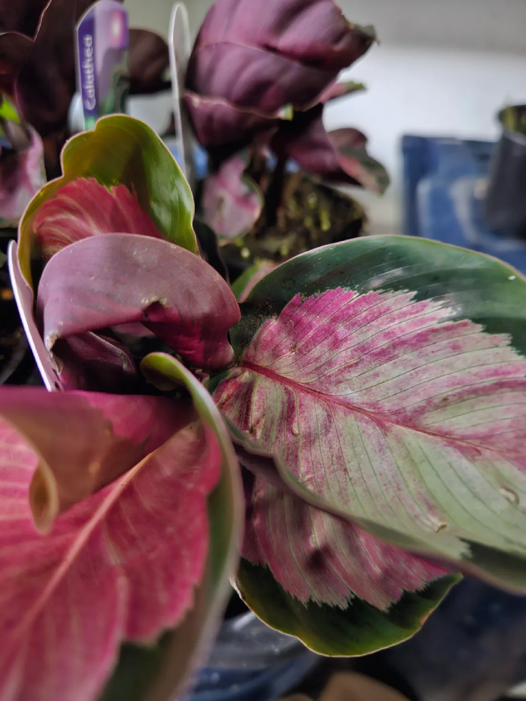 🥕Calathea Ornata Pinstripe Plant🥕 image indicator(7)