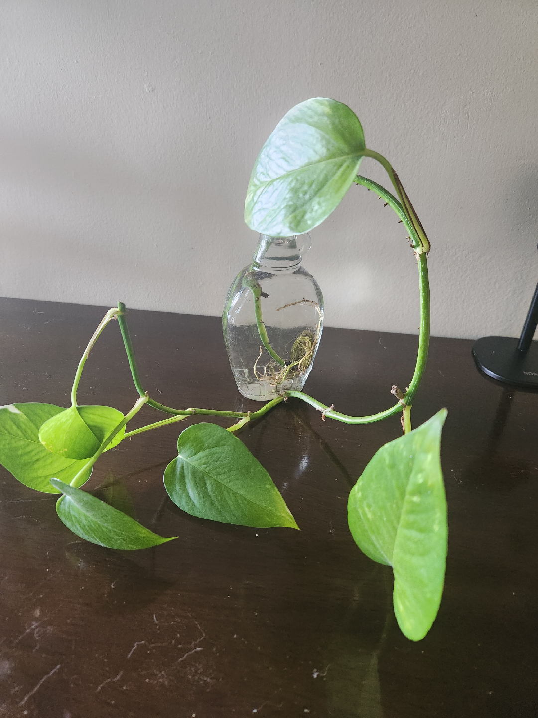 Pothos Plant Cutting