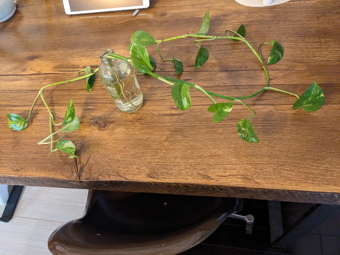 Pothos Plant Cutting in Glass Bottle thumbnail