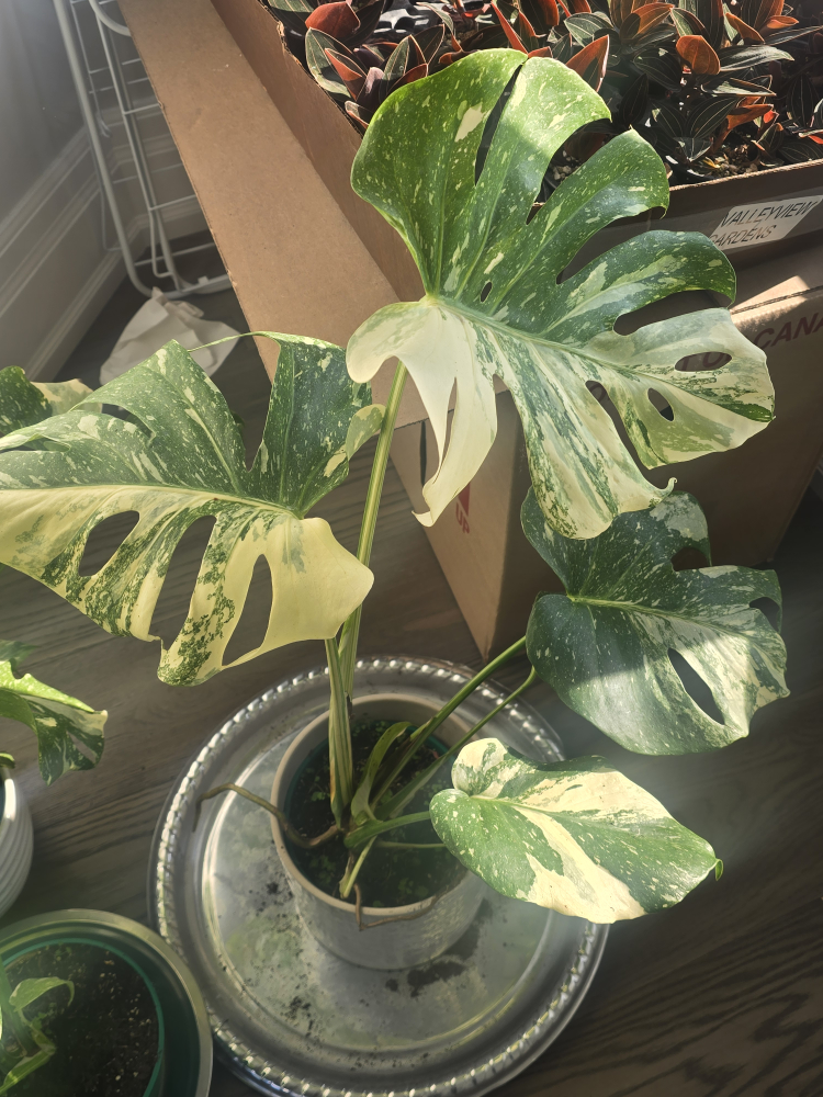 monstera thai constellation - photo 3