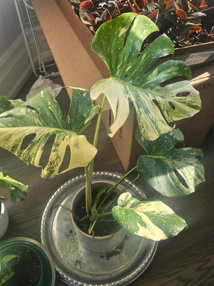 monstera thai constellation image indicator(3)