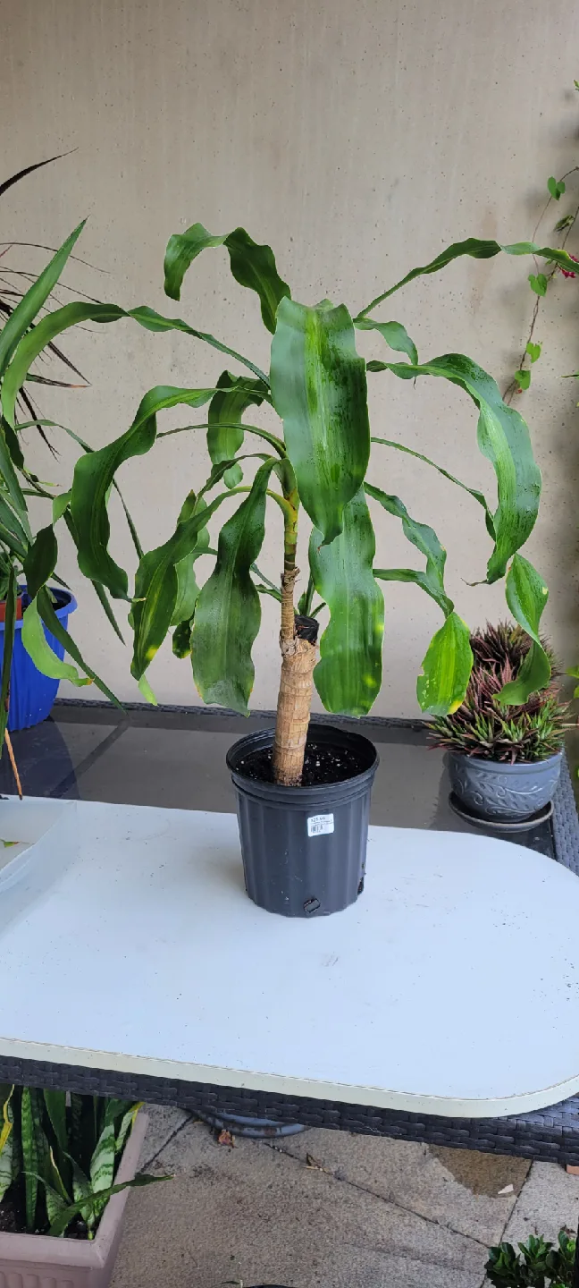 Corn Plant thumbnail