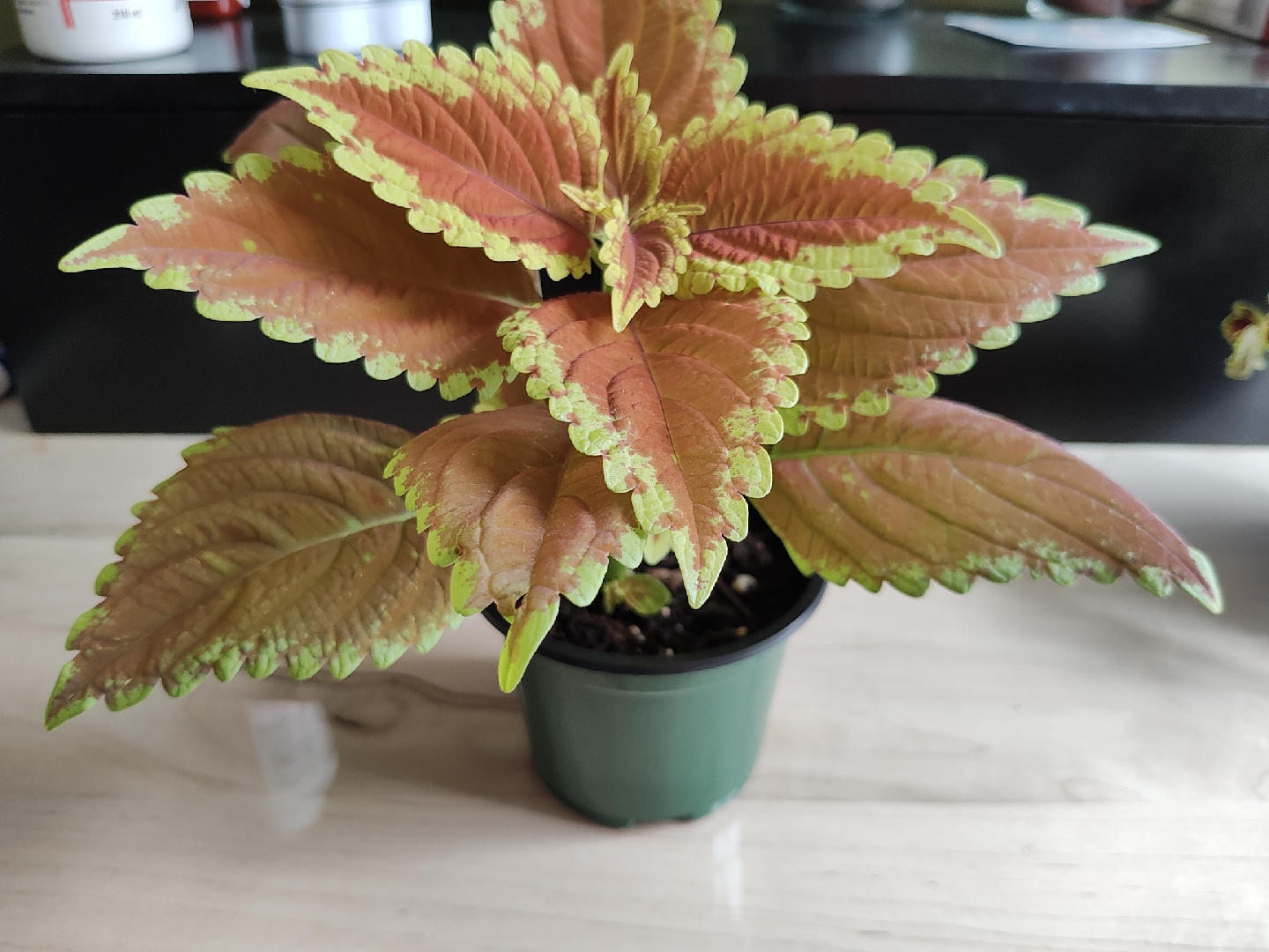 Coleus seedings - photo 4