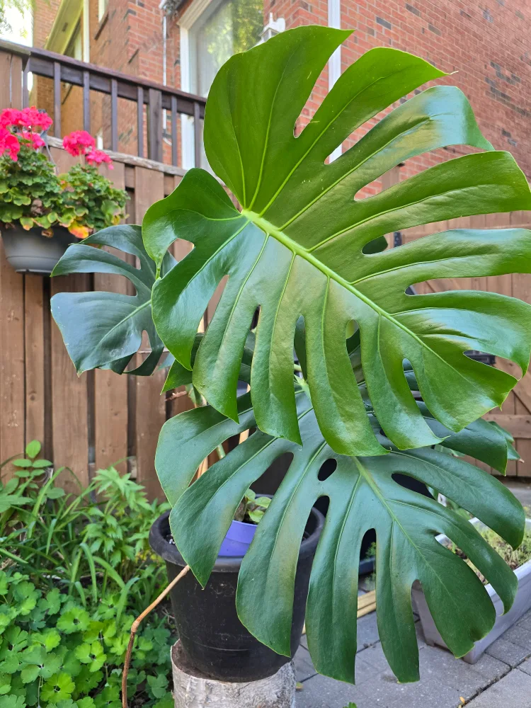 Monstera Plant thumbnail