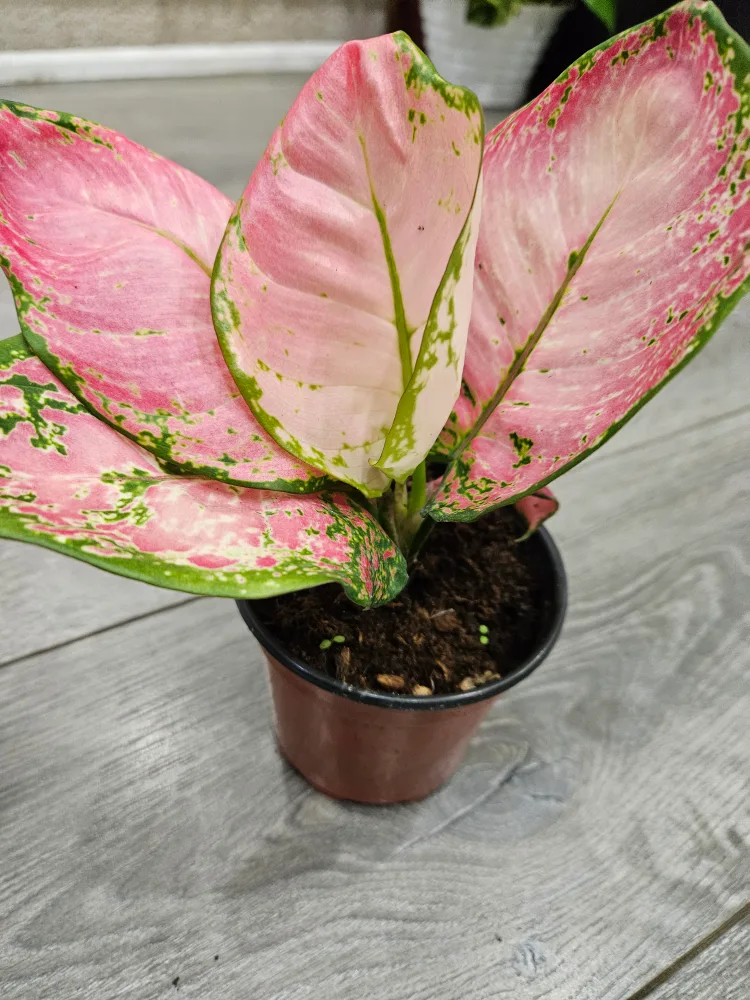 Aglaonema very  beauty Plant in 4" pot image indicator(2)