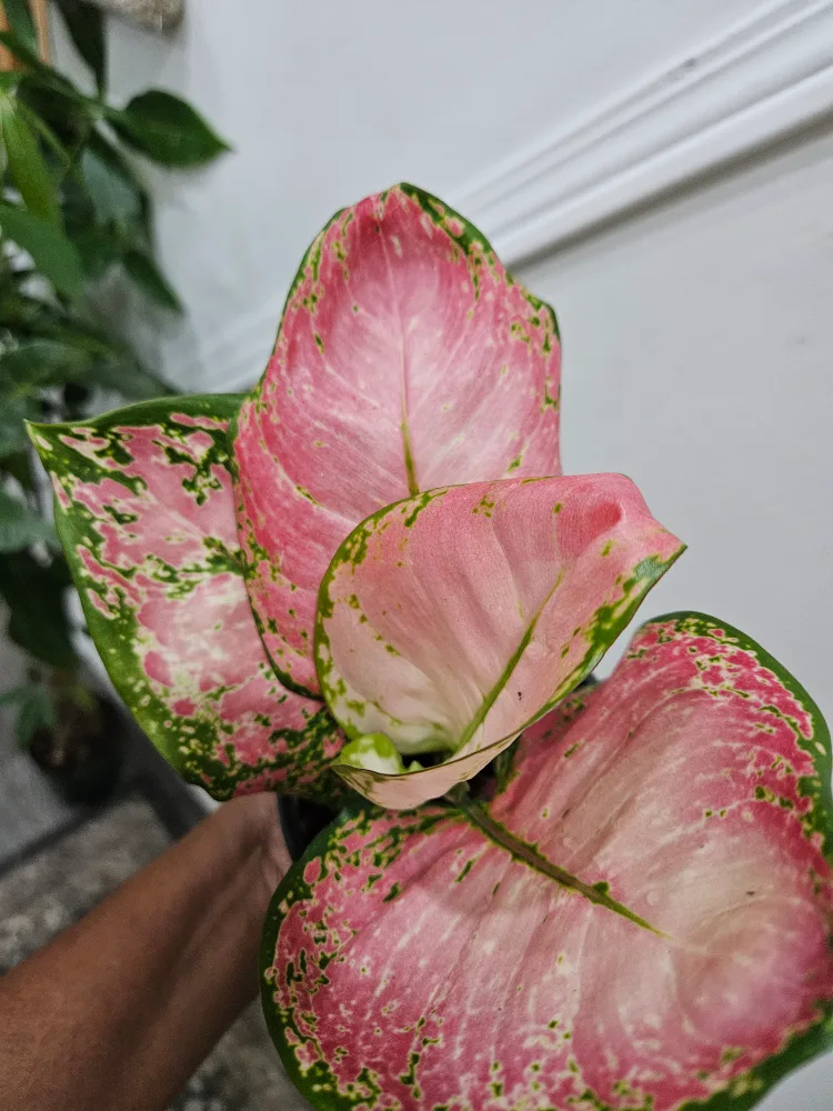 Aglaonema very  beauty Plant in 4" pot image indicator(3)