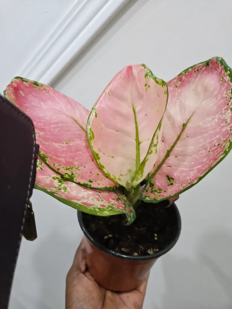 Aglaonema very  beauty Plant in 4" pot image indicator(4)
