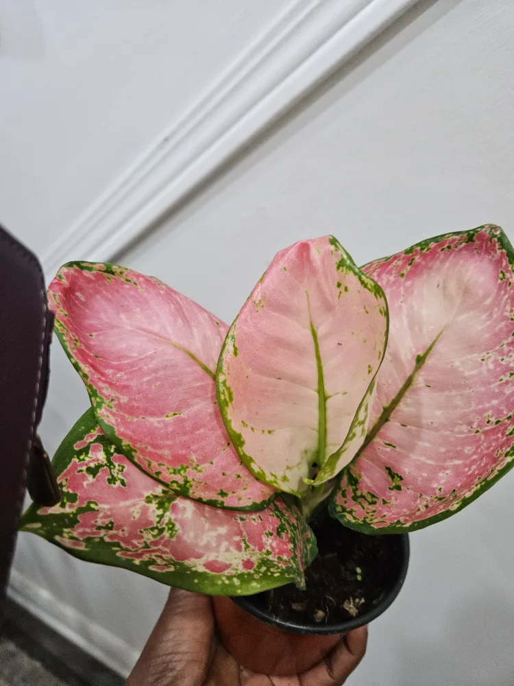 Aglaonema very  beauty Plant in 4" pot image indicator(5)