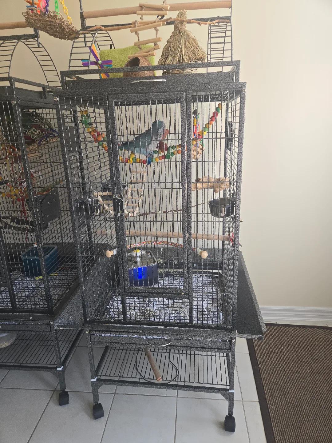 Bird Cage image indicator(2)