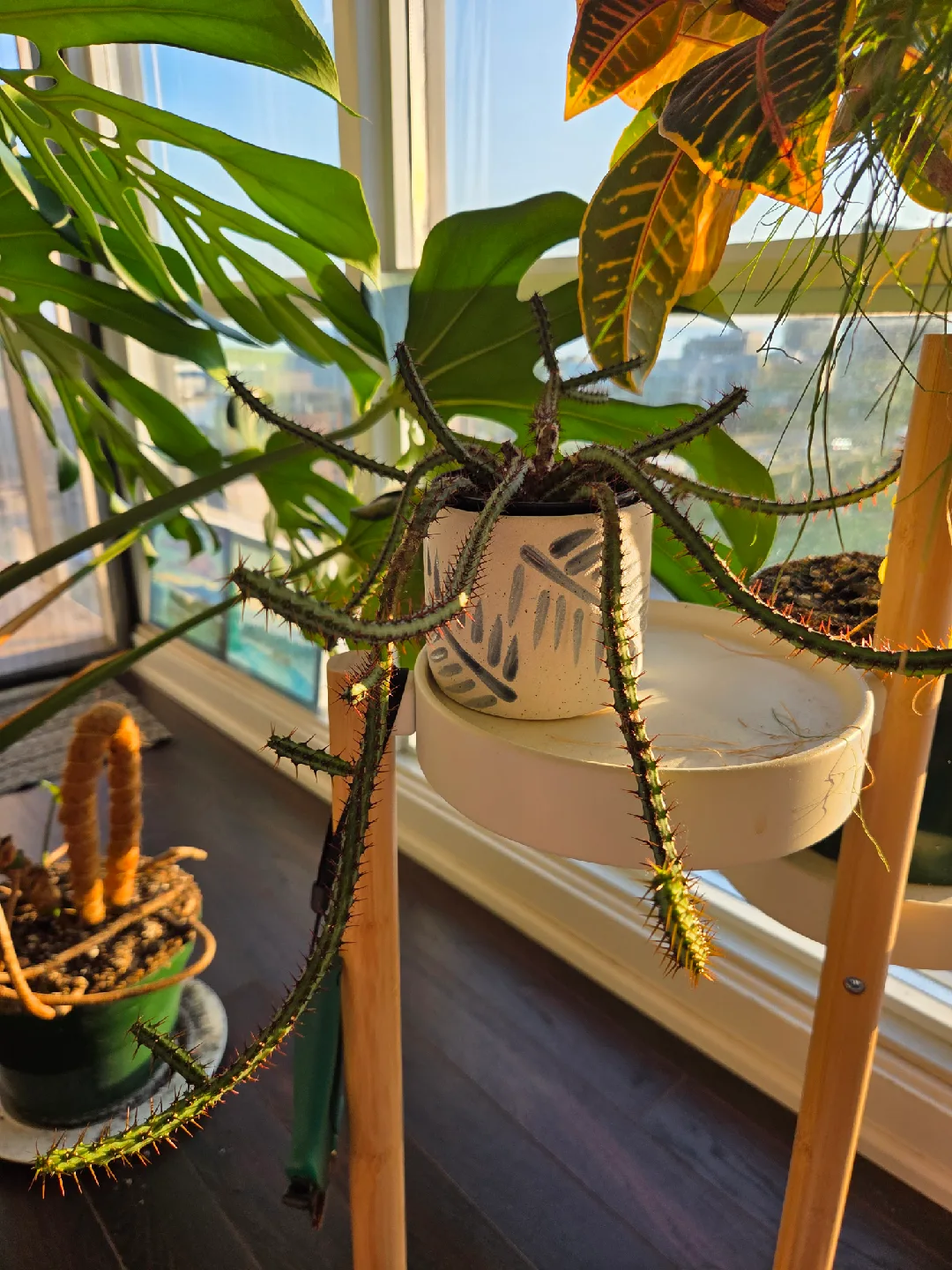 Cactus plant (with planter) thumbnail