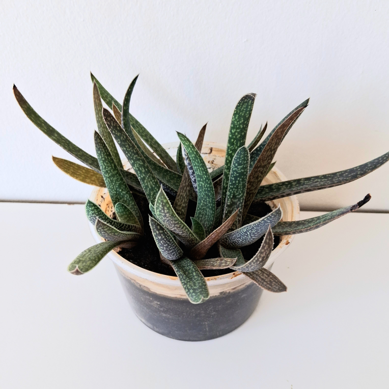 🌱 Aloe 🌻 - photo 4