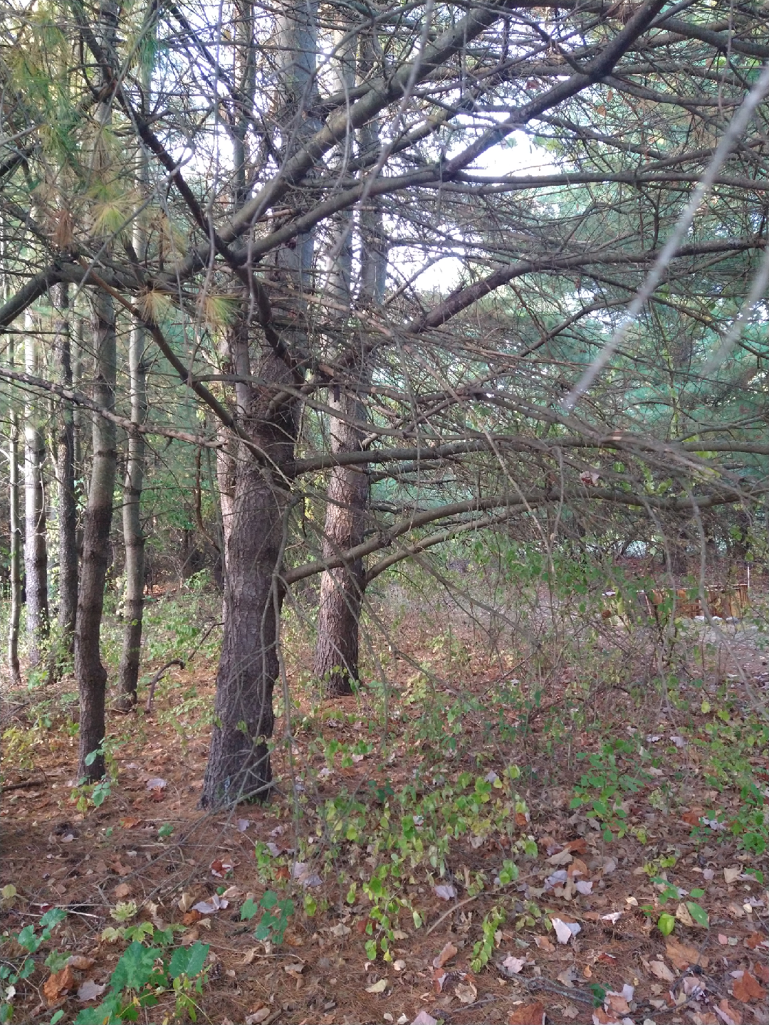 Free Fire wood - Branches