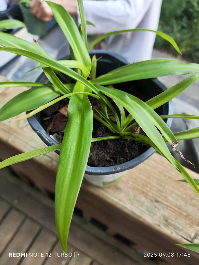 Spider Plant in 4" Pot - photo 4