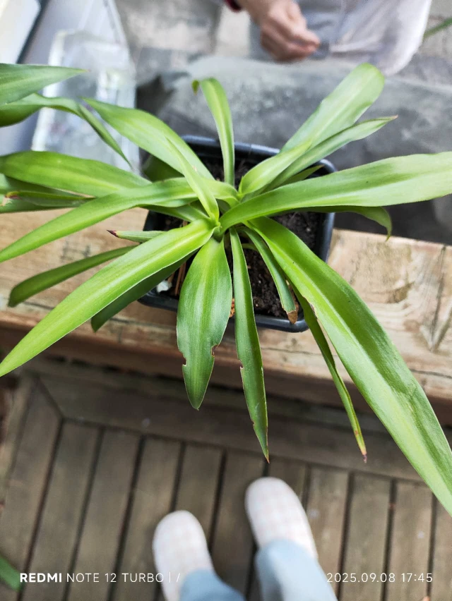 Spider Plant in 4" Pot - photo 5