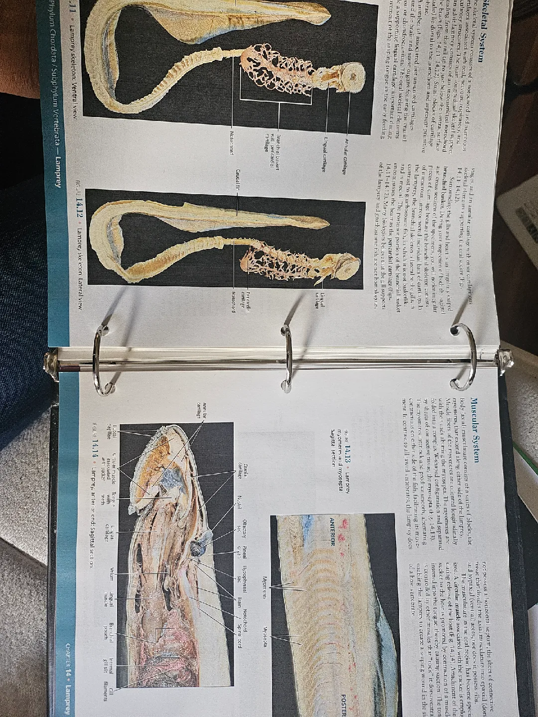 Comparative Anatomy Manual 3rd Edition image indicator(2)