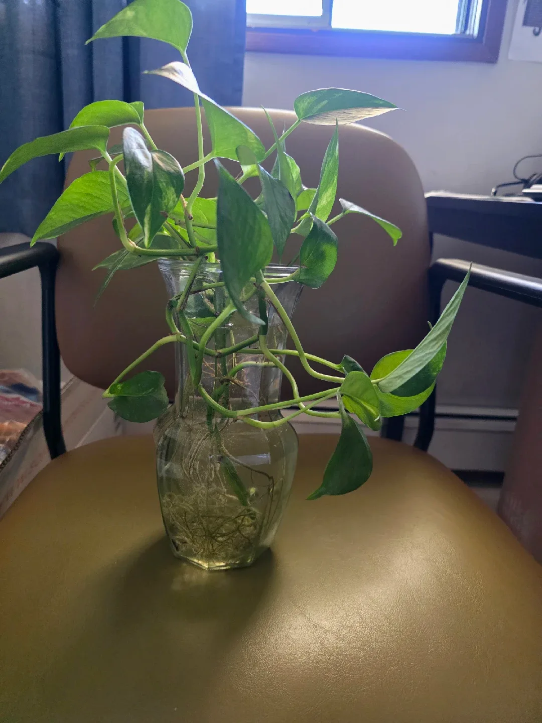 Pothos Plant in Glass Vase