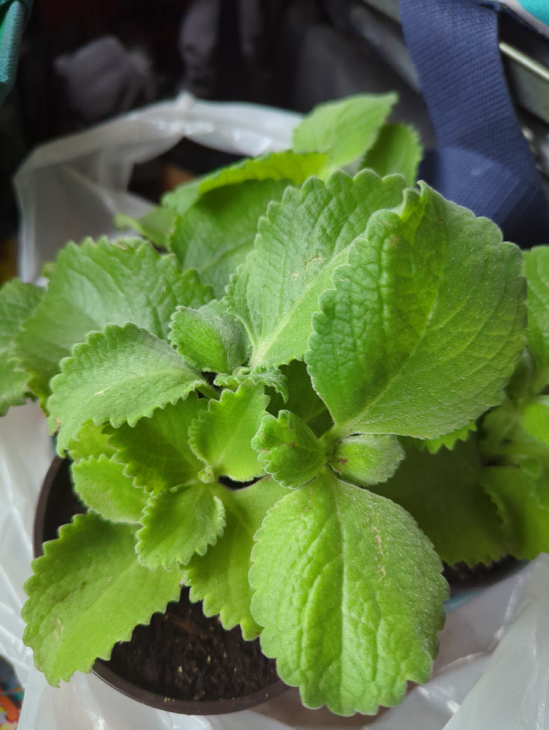 Cuban Oregano Plant