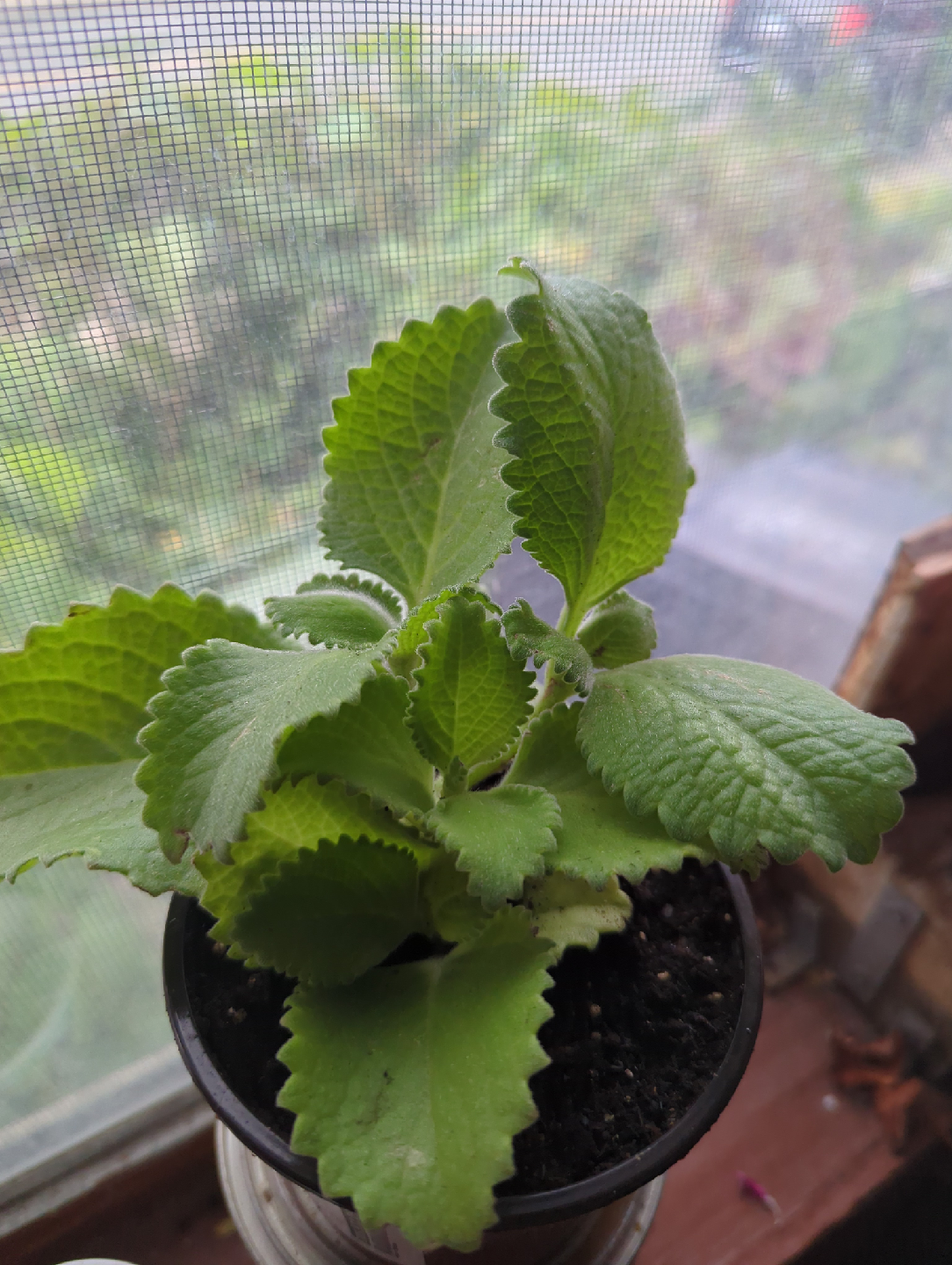 Cuban Oregano Plant - photo 2
