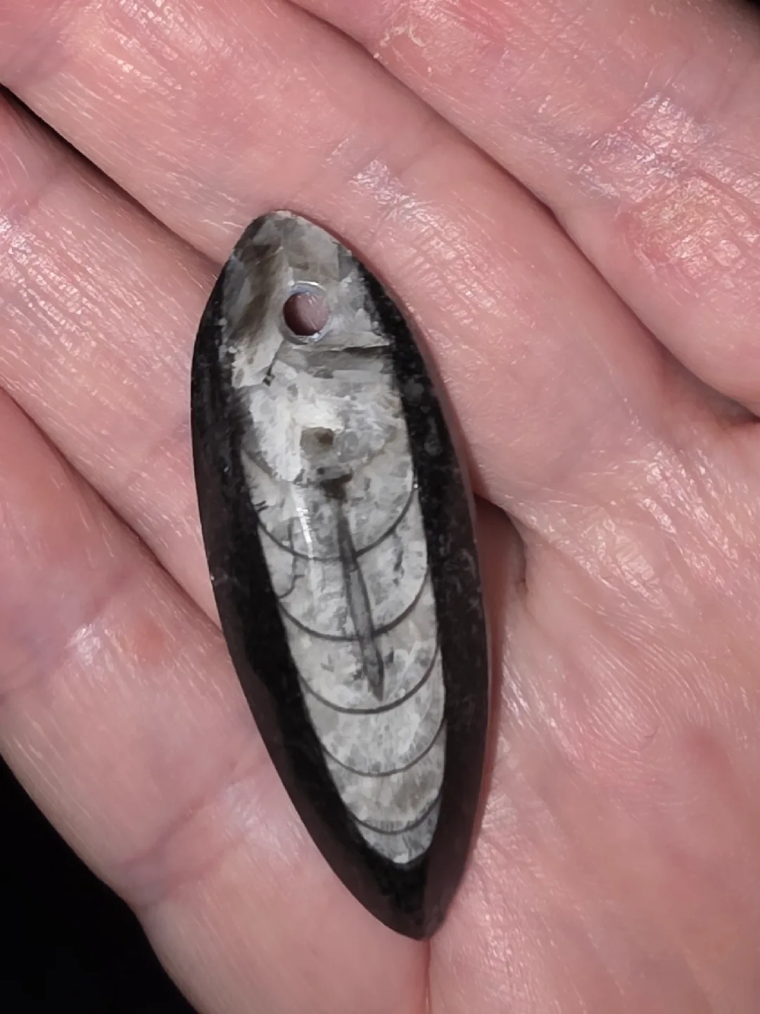 Fossil Pendant Orthoceras thumbnail