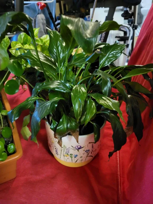 4 healthy Potted House Plants in pots image indicator(3)