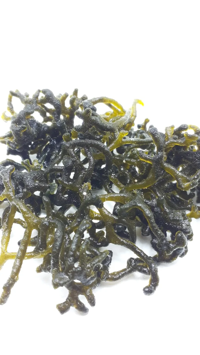 Codium macroalgae image indicator(4)