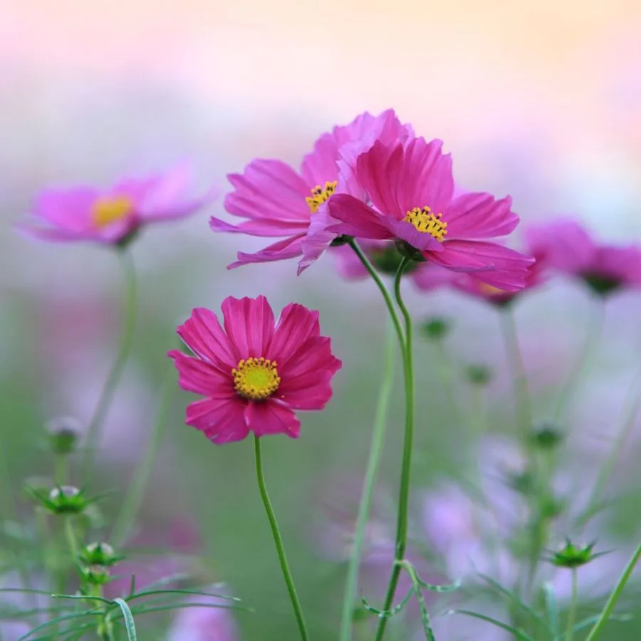 💐 Wildflower Seed Garden Mix 🌼 Prep for Spring 2026 image indicator(2)