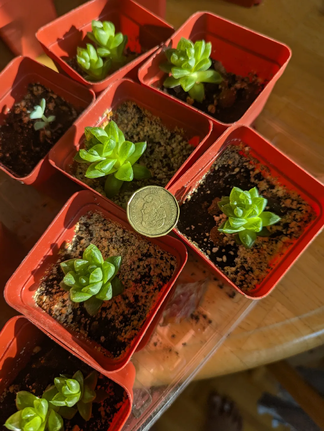 Succulent Plant image indicator(2)