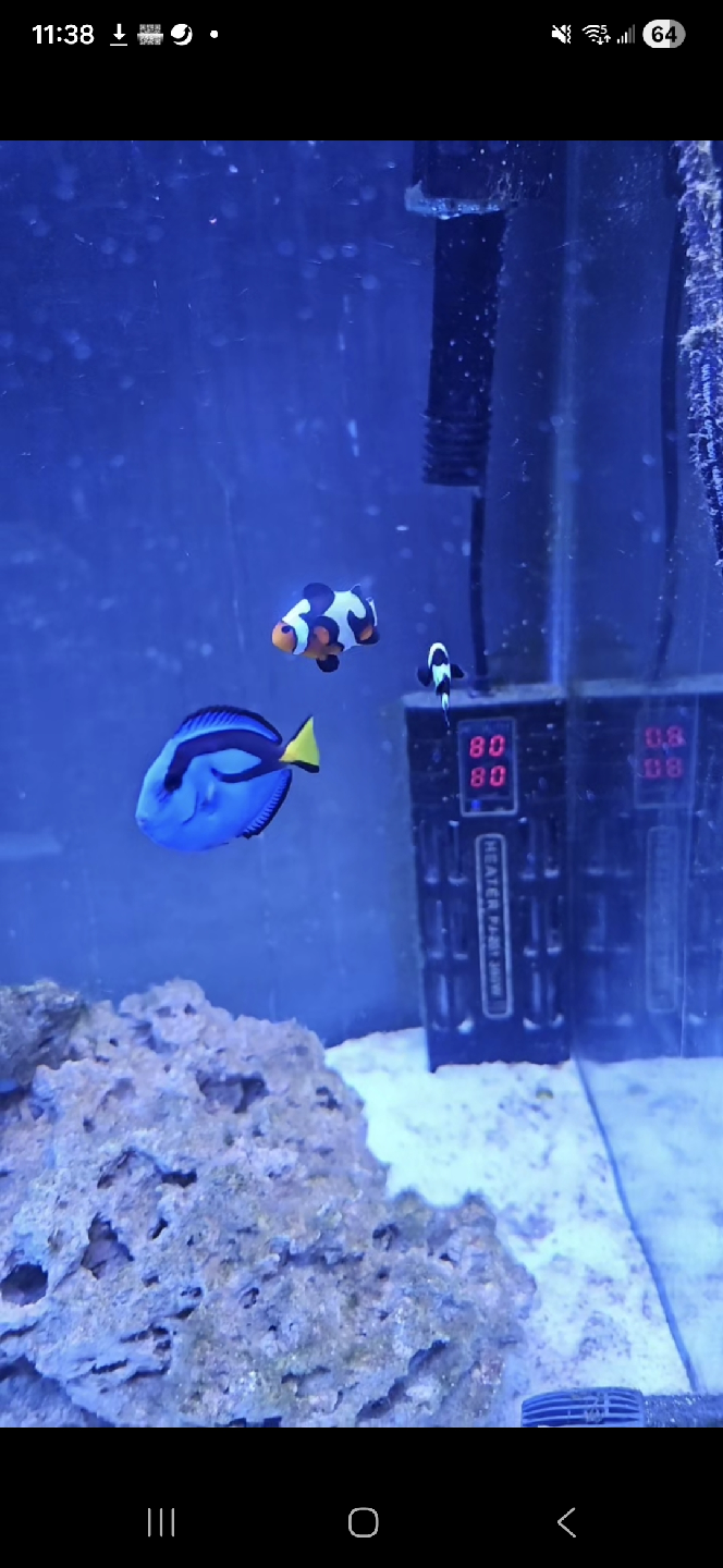 Complete Aquarium Setup