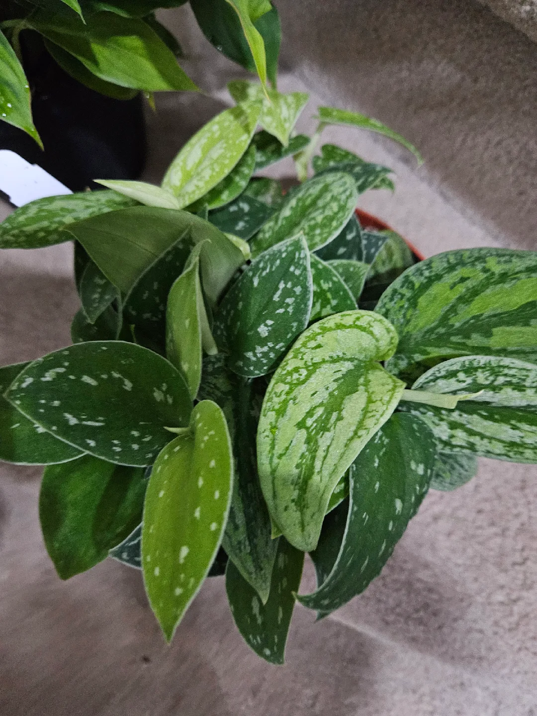 scindapsus tricolor borneo  Plant🧡 image indicator(2)