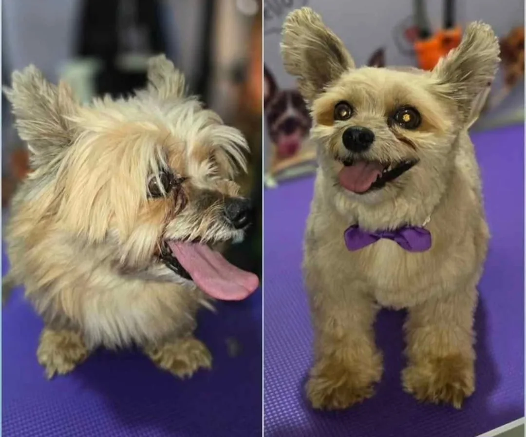 Shampoo and conditioner for dogs. image indicator(6)