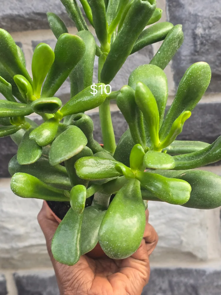 Assorted Indoor Plants image indicator(6)