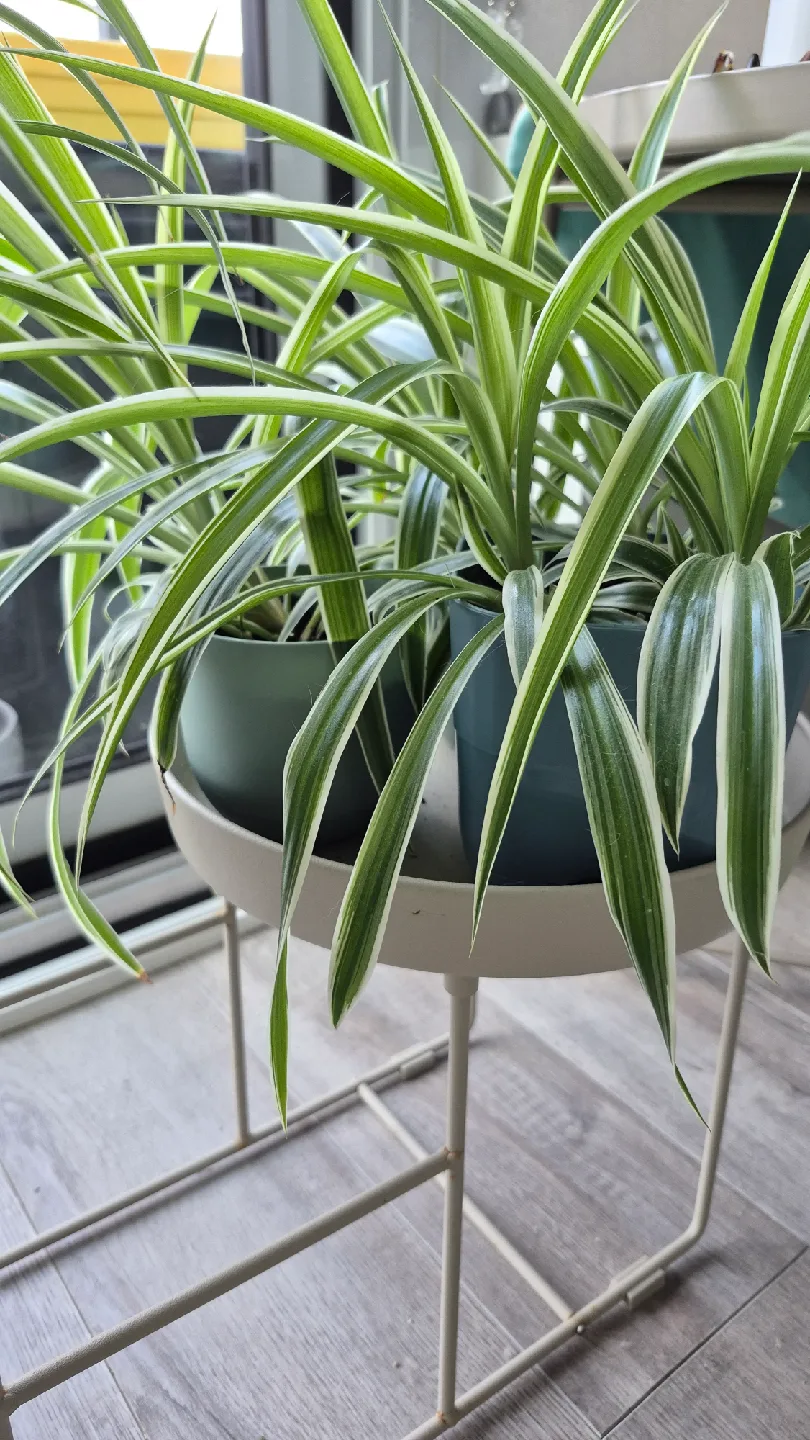 3 Spider Plant image indicator(2)