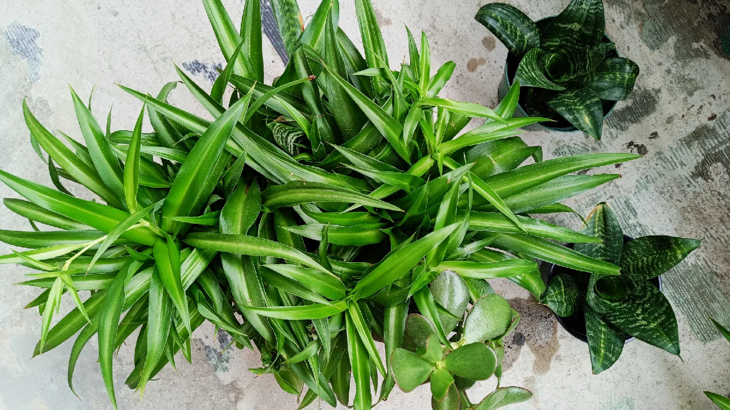 Large Overgrown Potted Plants (Spider, jade, Snake plant) 🥕 image indicator(3)