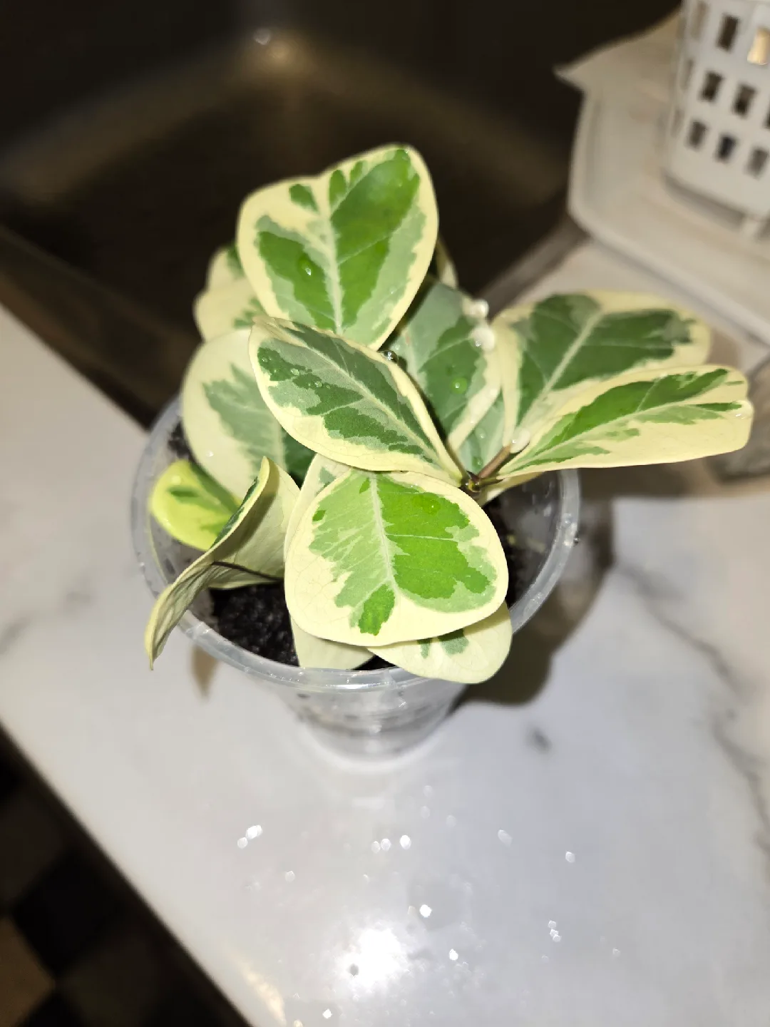 Variegated Ficus Triangularis Plant🌿📐💕 image indicator(2)