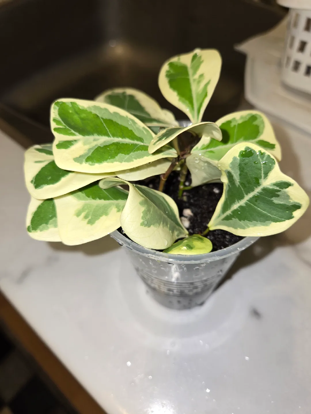 Variegated Ficus Triangularis Plant🌿📐💕 image indicator(3)