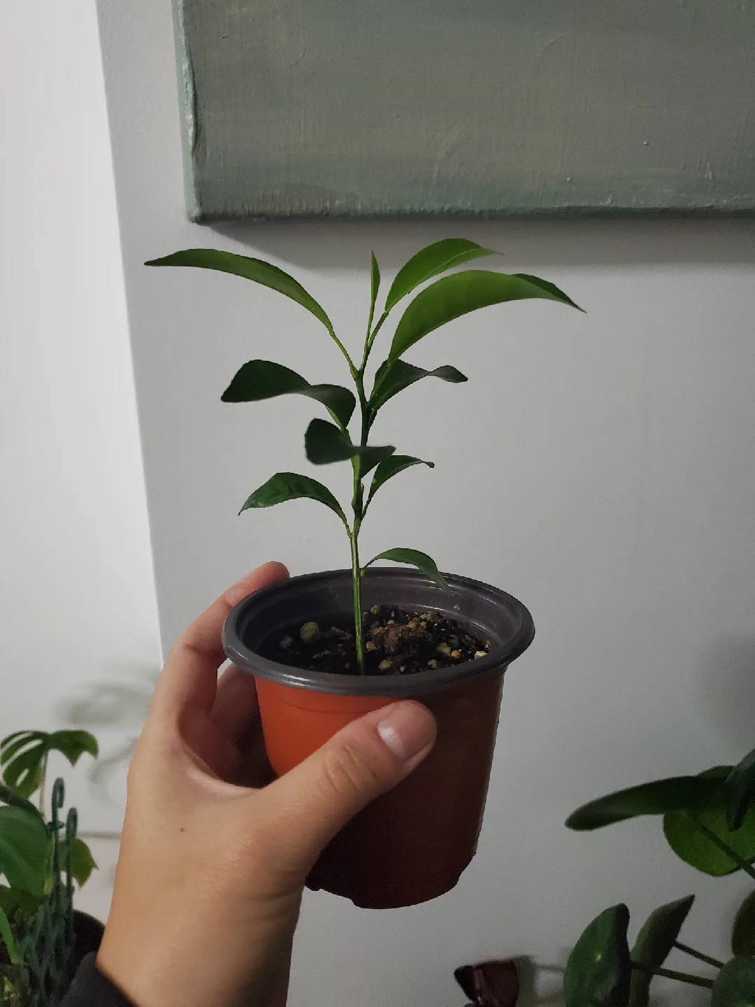 Young Citrus Tree Sapling thumbnail