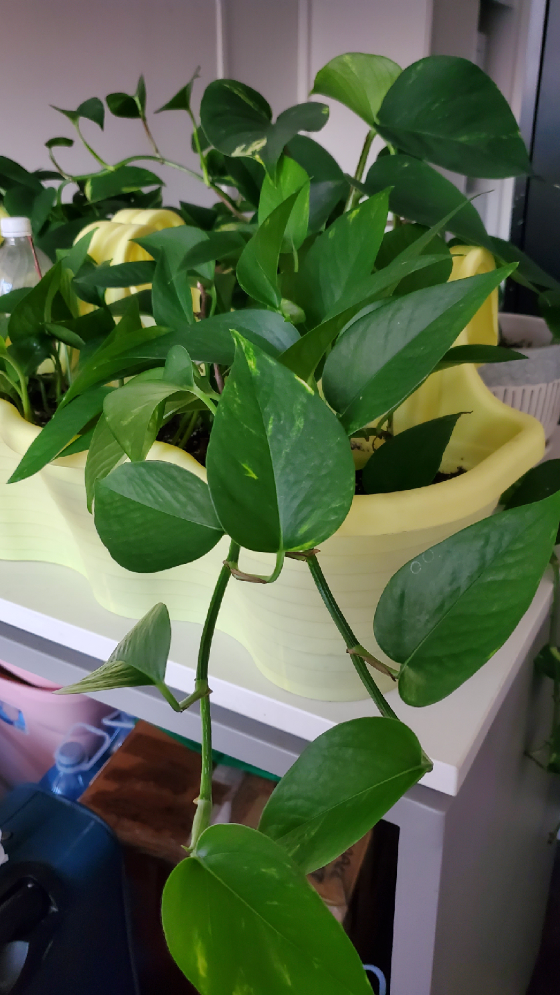 INDOOR PLANTS!! - Potted Golden Pothos Plant - photo 4
