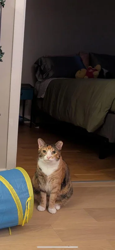 Douglas Mattress (full Size) 🛏️✨🌕 image indicator(5)