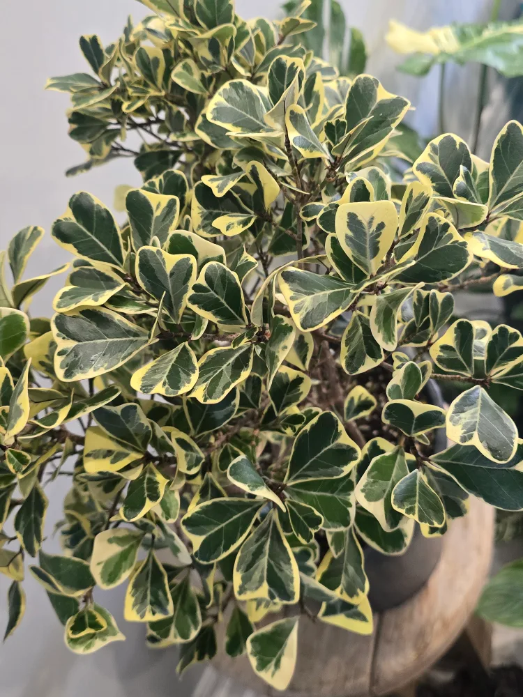 Variegated Ficus Triangularis  10"pot image indicator(2)