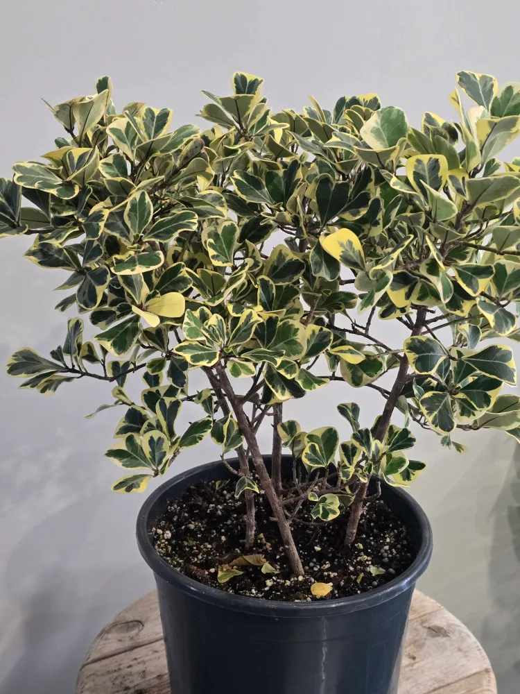 Variegated Ficus Triangularis  10"pot image indicator(3)