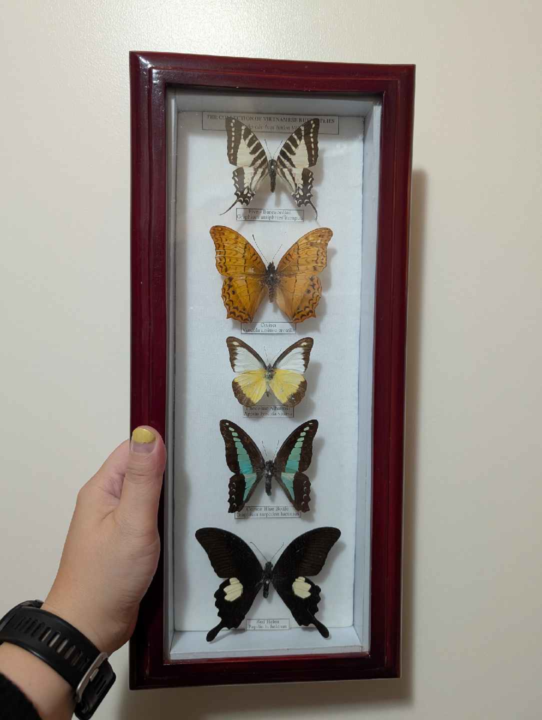 Framed Preserved Butterflies