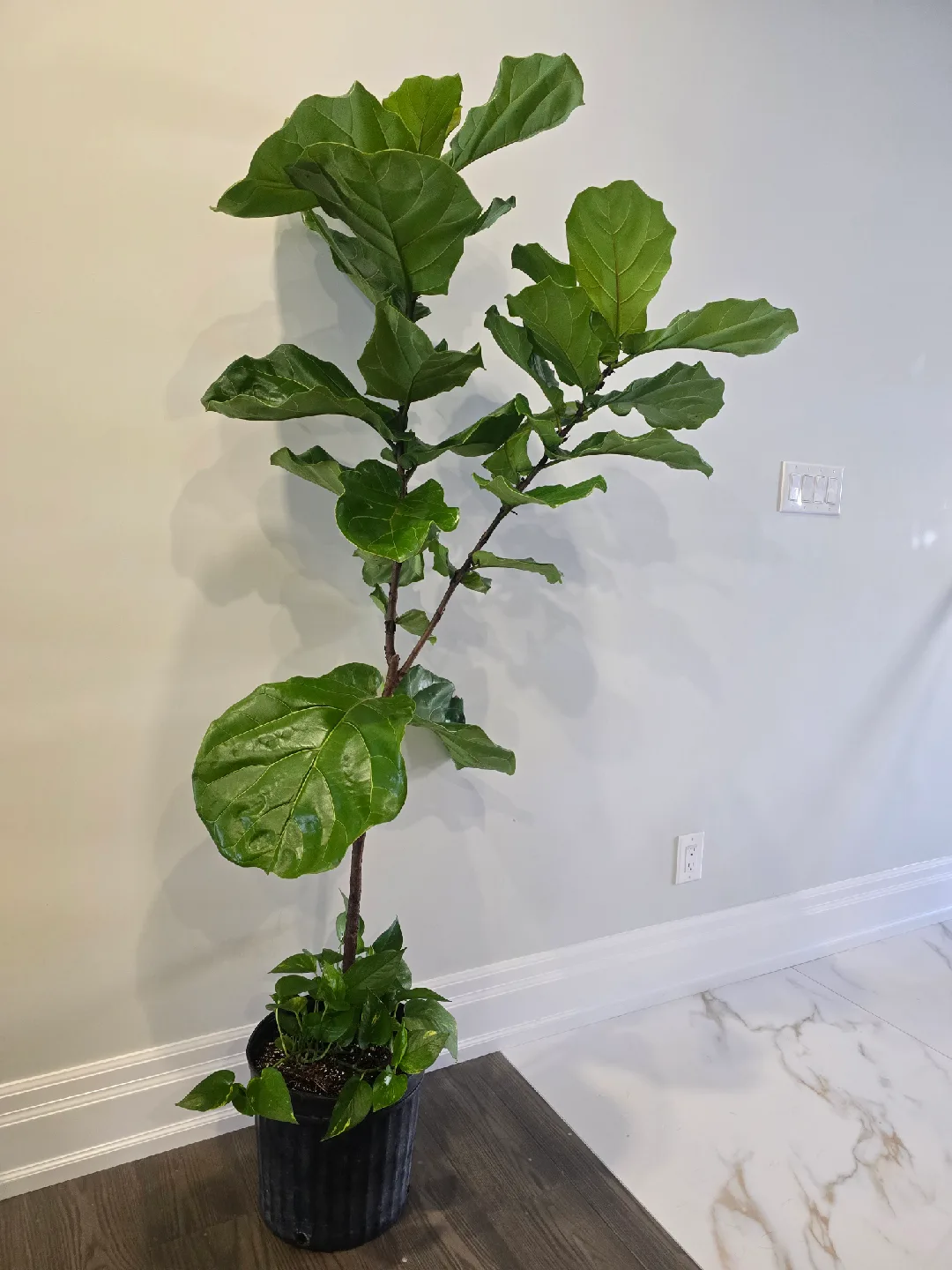 Fiddle Leaf Fig Tree image indicator(4)