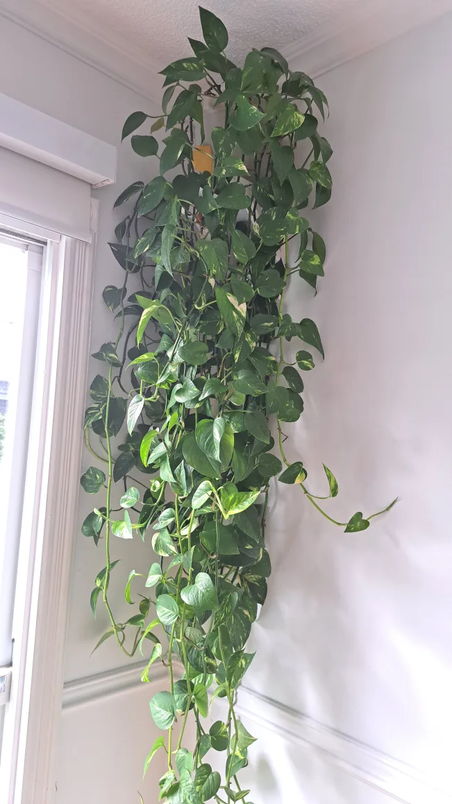 Pothos plant thumbnail