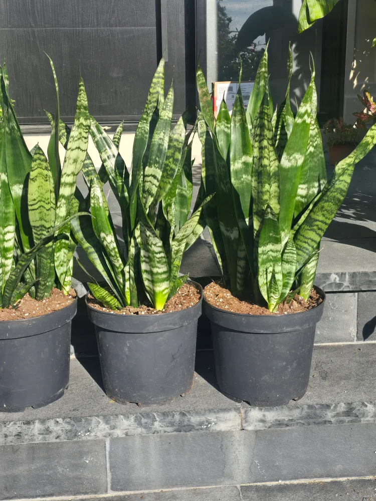 black coral Snake Plant in2 gallon Black Pot image indicator(3)