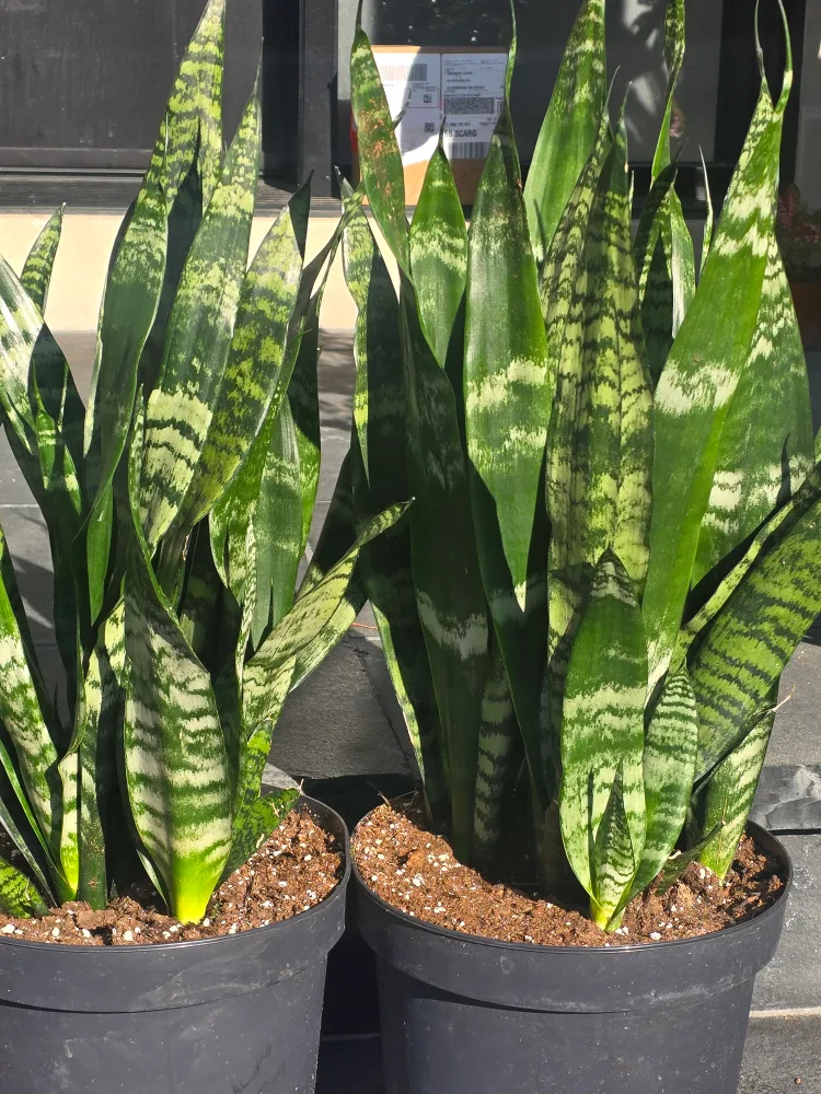 black coral Snake Plant in2 gallon Black Pot image indicator(4)