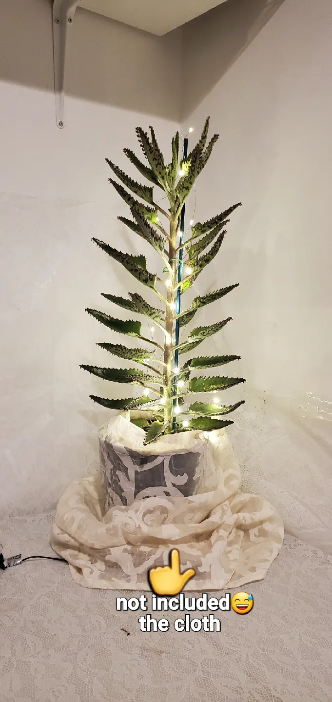 Mother of Thousands Plant with Lights image indicator(3)