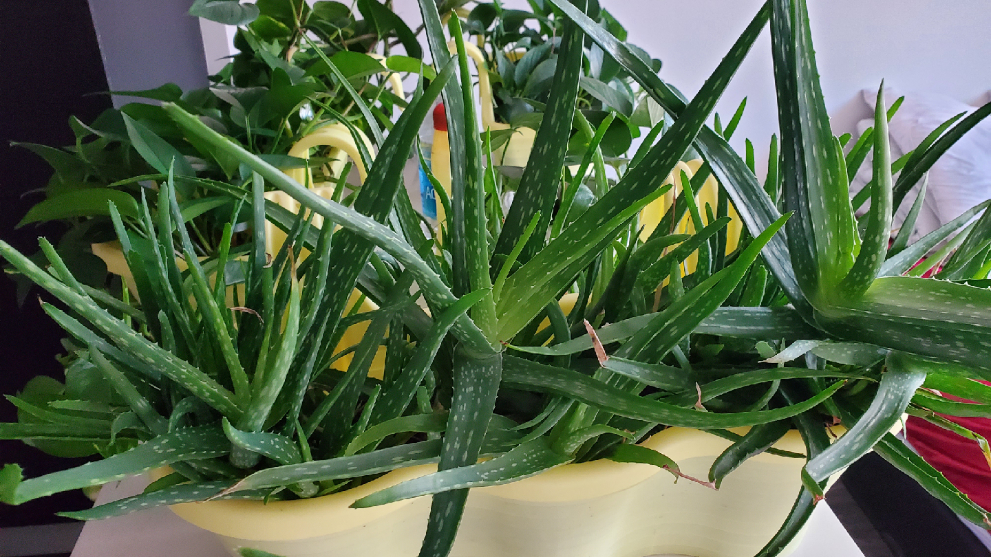 INDOOR PLANTS!! - Potted Golden Pothos Plant - photo 2