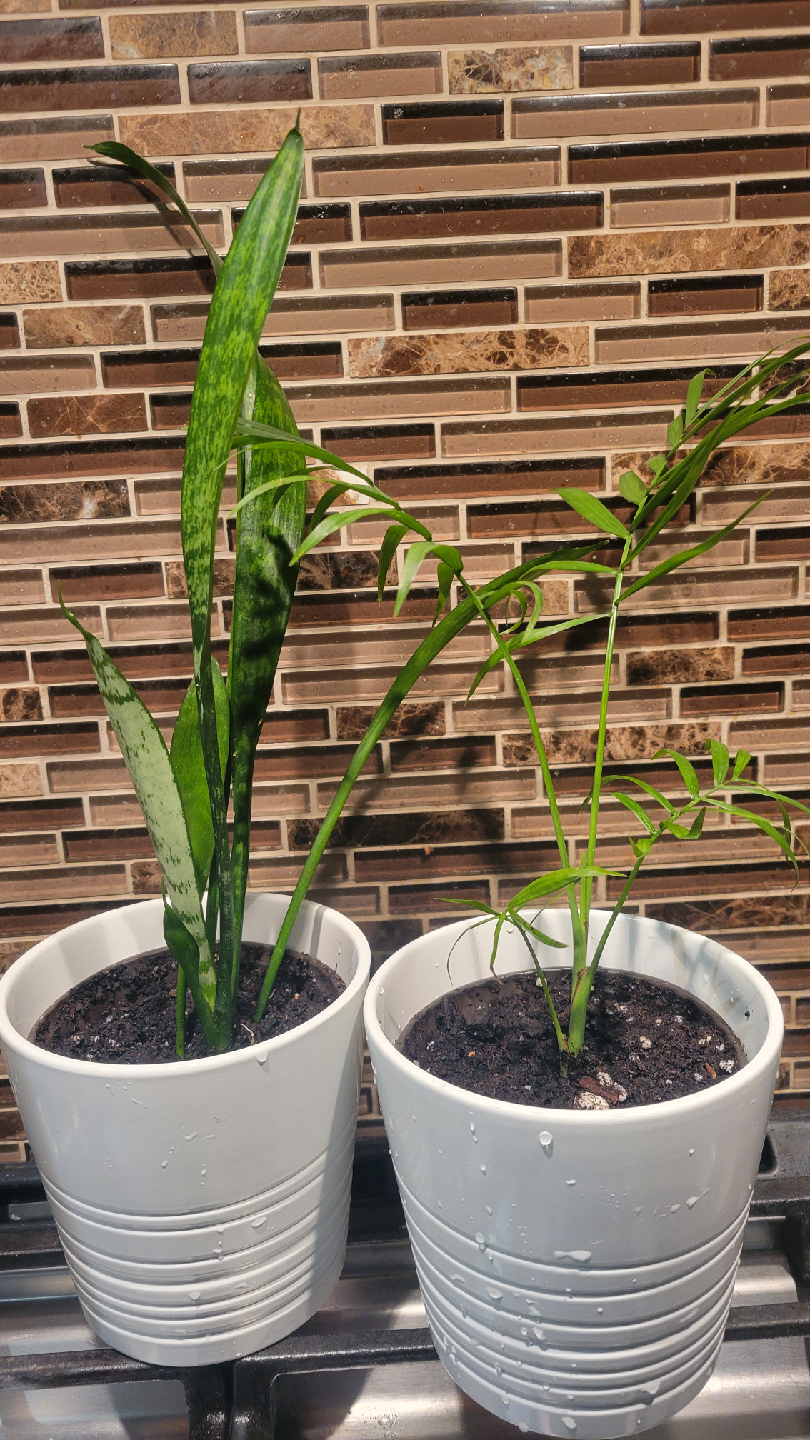 Plants and planters
