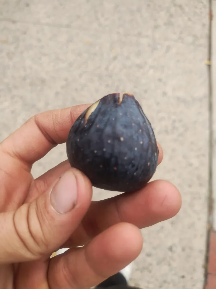 negron fig tree cuttings or rooted cuttings image indicator(2)