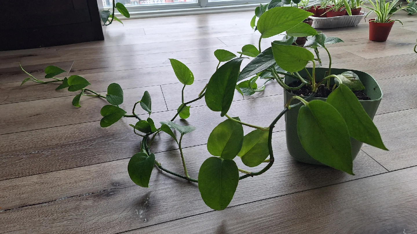 Potted Golden Pothos Plant image indicator(2)